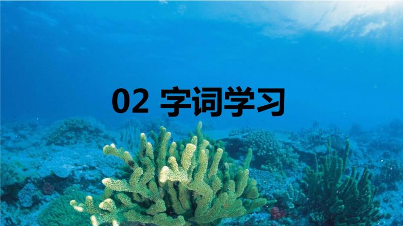 23.海底世界 （2个课时）课件+教案06