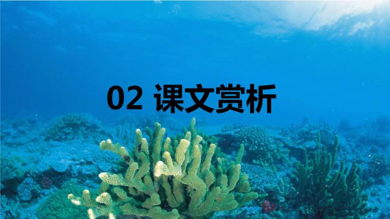 23.海底世界 （2个课时）课件+教案08