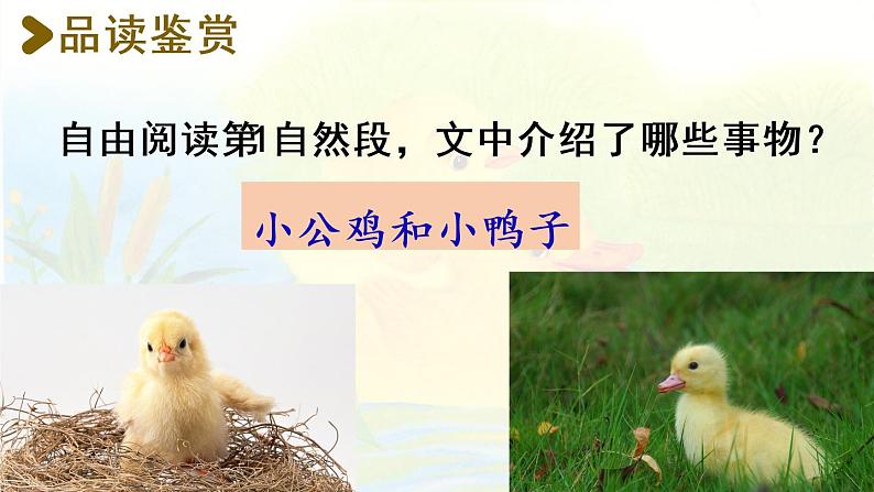 统编版一年级语文下册 第3单元 5.小公鸡和小鸭子 课件03