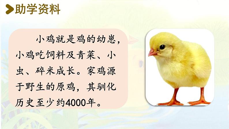 统编版一年级语文下册 第3单元 5.小公鸡和小鸭子 课件03