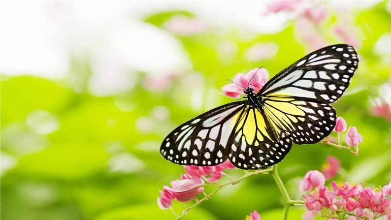 统编版一年级语文下册 第5单元 5.动物儿歌 课件04