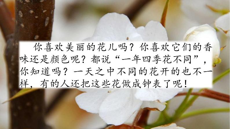 最新部编版三年级语文下册13花钟优质课件PPT02