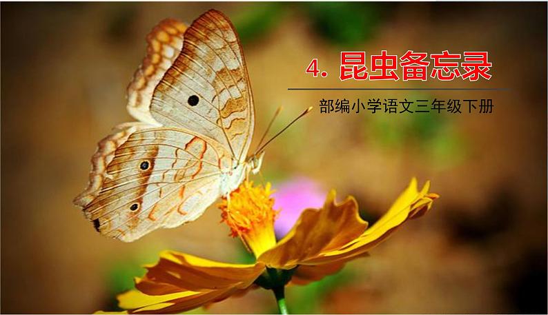 部编版语文三年级下册 4《昆虫备忘录》课件+教案+练习+课文朗读01