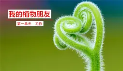 部编版语文三年级下册：我的植物朋友  课件PPT