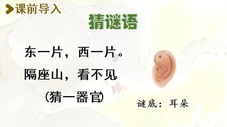 统编版二年级语文下册 第7单元 19.大象的耳朵 课件02