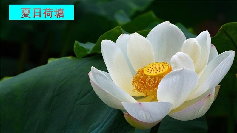 (最新)部编版语文一年级下册课件PPT:12 古诗二首第3页