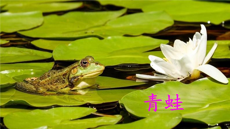 识字3 小青蛙【教案匹配版】推荐%U2764第2页