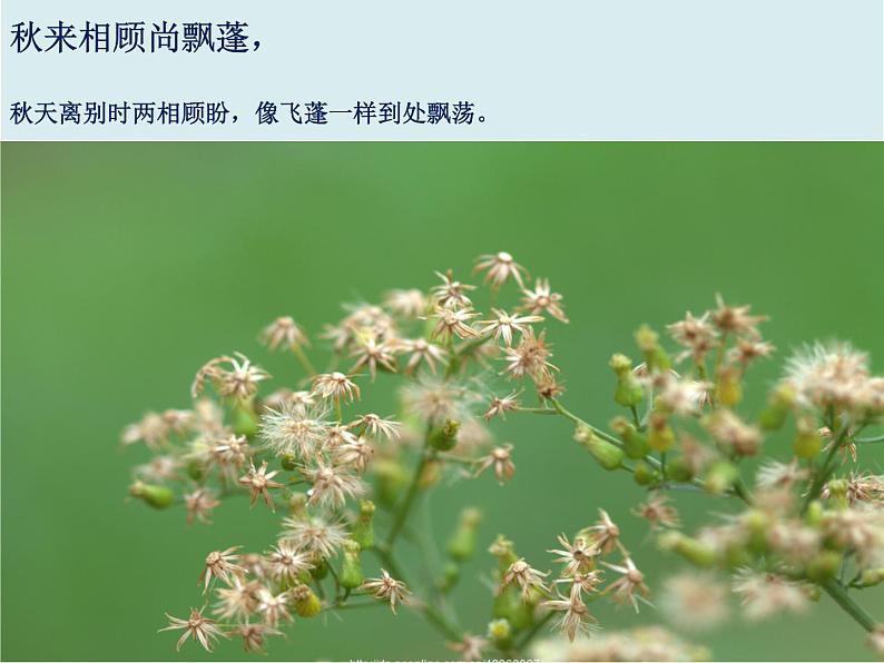 14赠李白!课件PPT第4页