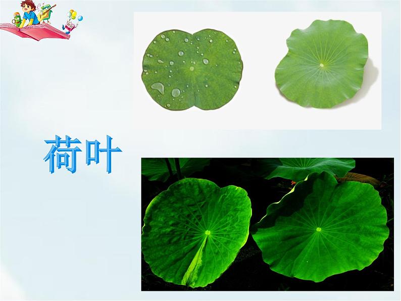 人教部编版一年级下册课文4——13 荷叶圆圆【课件+教案+生字+课文朗读】03