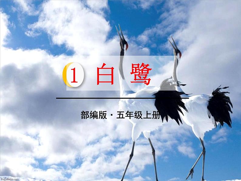 部编五年级上册《白鹭》 课件第1页