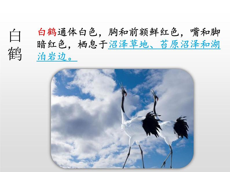 部编五年级上册《白鹭》 课件第5页