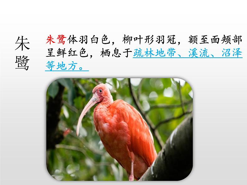 部编五年级上册《白鹭》 课件第6页