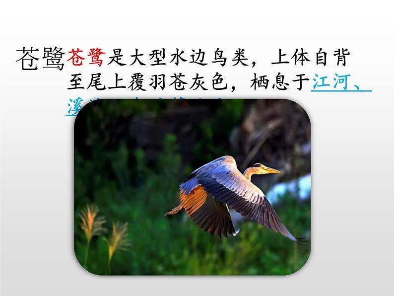 部编五年级上册《白鹭》 课件第7页