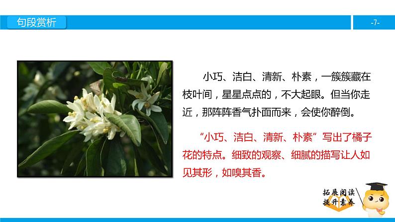 三年级【专项训练】课外阅读:家乡的红橘(下)课件PPT07
