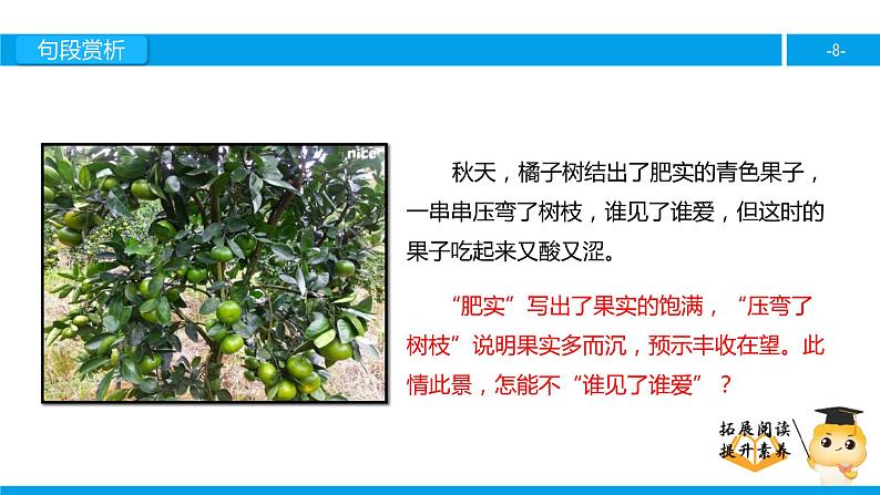 三年级【专项训练】课外阅读:家乡的红橘(下)课件PPT08