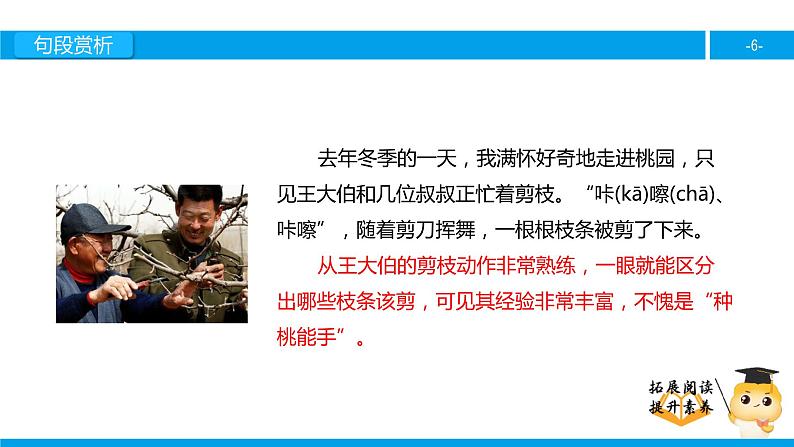 三年级【专项训练】课外阅读:剪枝的学问(下)课件PPT第6页