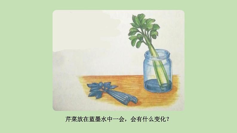 人教部编版(五四制)三年级下册语文习作:我做了一项小实验课件第6页