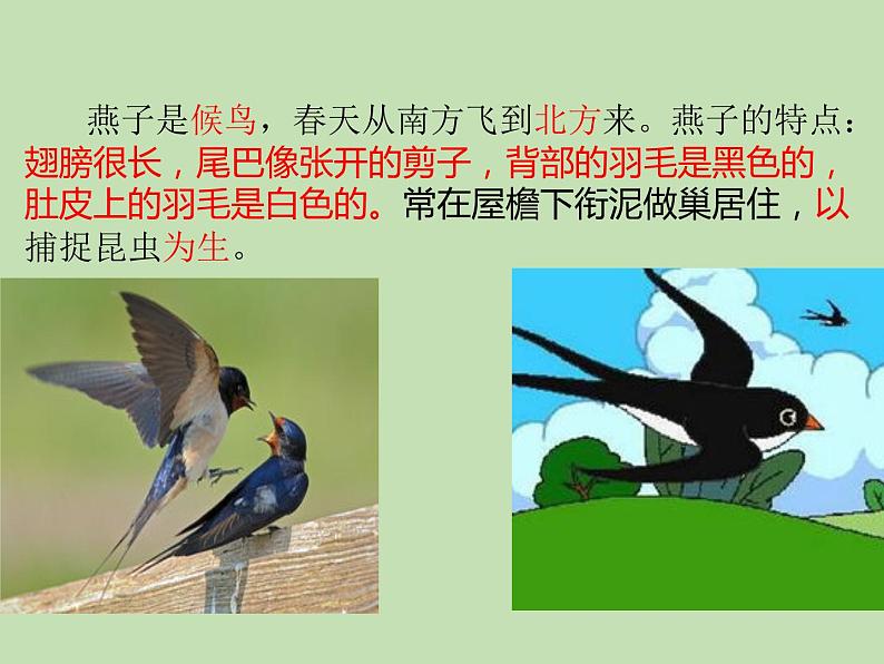 人教部编版(五四制)语文三年级下册2 燕子课件PPT第2页