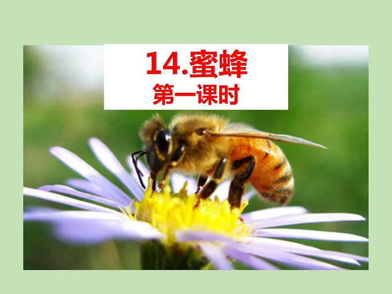 人教部编版(五四制)语文三年级下册14 蜜蜂课件PPT第1页