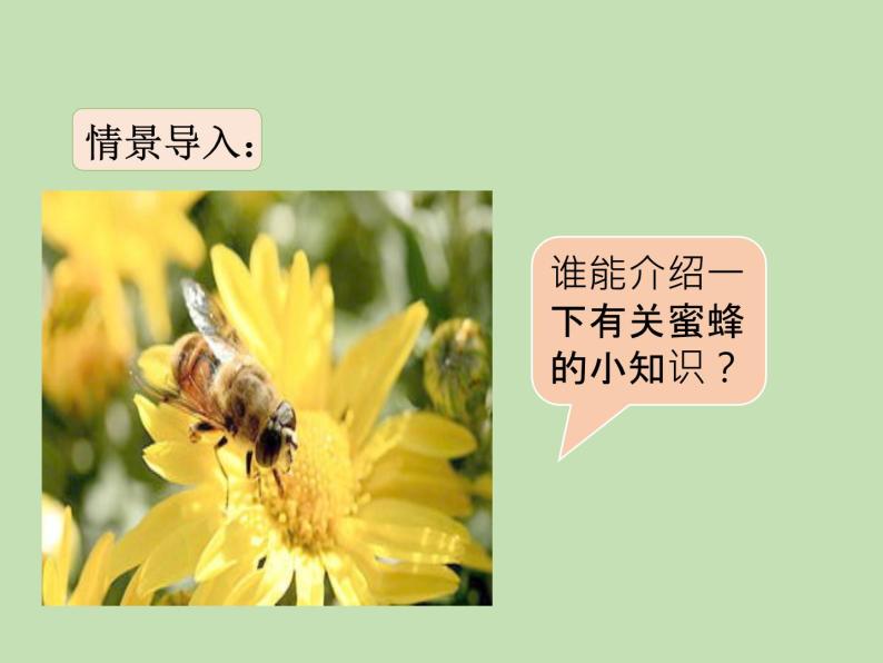 人教部编版（五四制）语文三年级下册14 蜜蜂课件PPT02