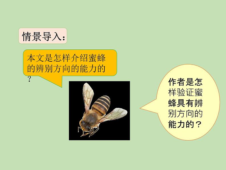 人教部编版(五四制)语文三年级下册14 蜜蜂课件PPT第3页