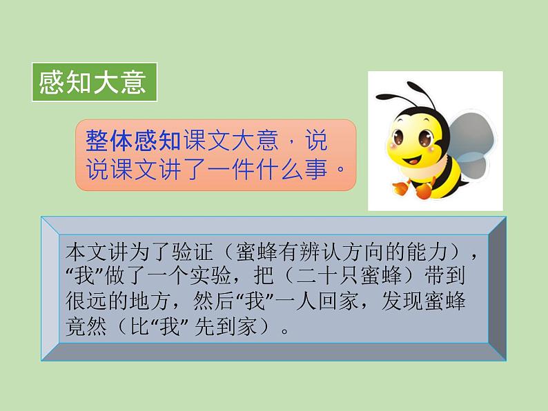 人教部编版(五四制)语文三年级下册14 蜜蜂课件PPT第6页