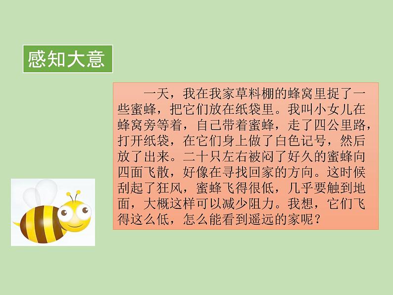 人教部编版(五四制)语文三年级下册14 蜜蜂课件PPT第7页