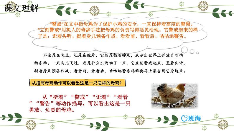 14.母鸡 课件+教案07