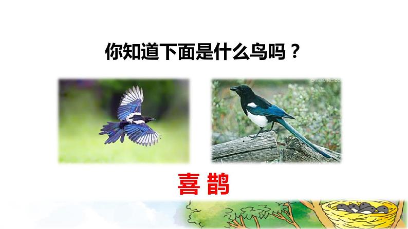人教版二年级下册语文 第4单元 9 枫树上的喜鹊初读感知课件第2页