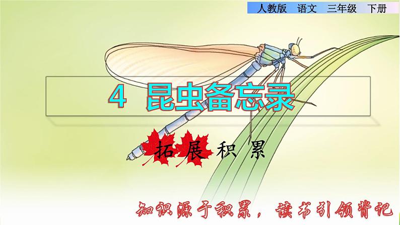 人教版三年级下册语文 第1单元 第4课 4 昆虫备忘录拓展积累课件第1页