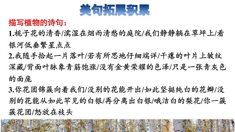 人教版四年级下册语文 第3单元 11.白桦拓展积累课件第4页