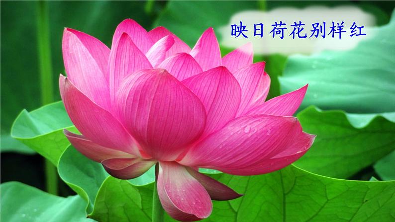 15《古诗二首》(课件+教案+音视频素材+练习)08