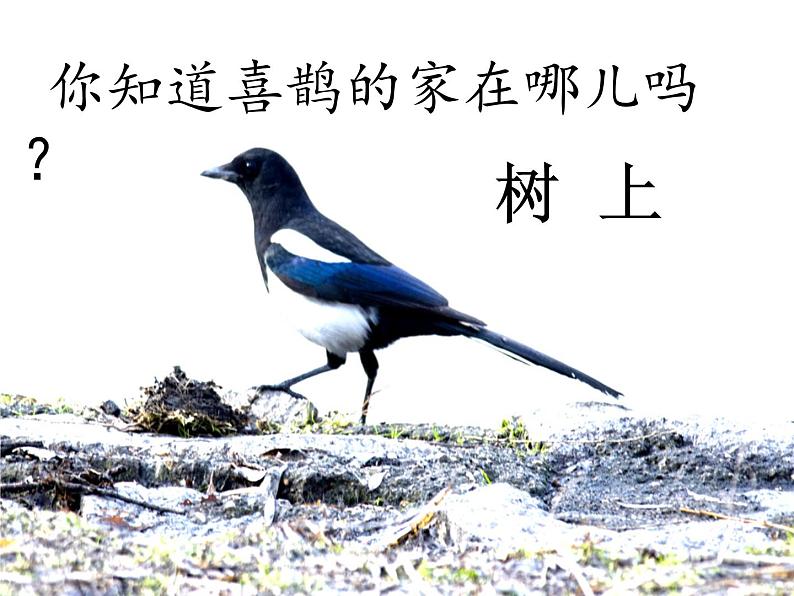 部编版语文一年级下册-03课文(二)-02树和喜鹊-课件0402