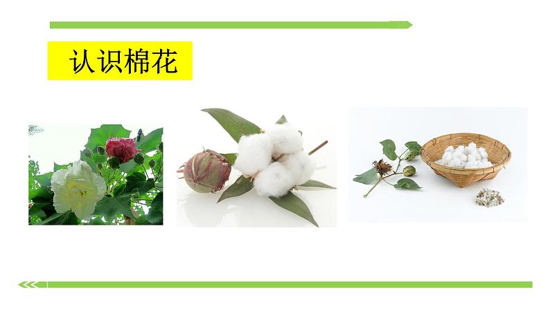 部编版语文一年级下册-08课文(六)-01棉花姑娘-课件02第2页