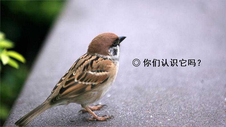16 麻雀课件PPT02