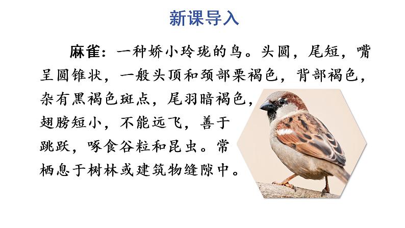 16 麻雀课件PPT03