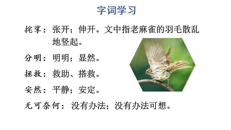 16 麻雀课件PPT07