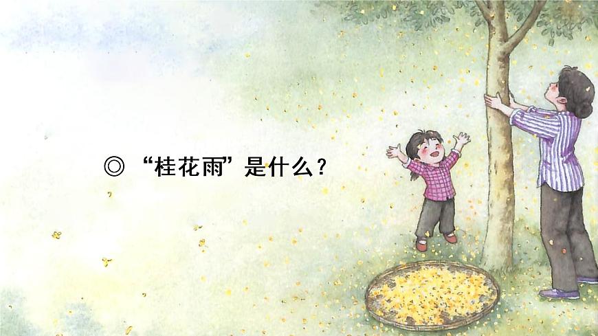 3 桂花雨 教學課件第3頁