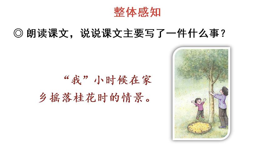 3 桂花雨 教學課件第8頁