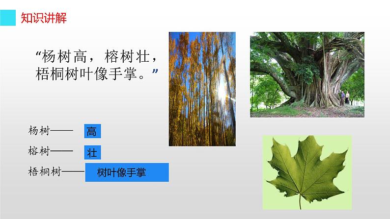 统编版语文二年级上册 2 树之歌(课件)(13张)第4页