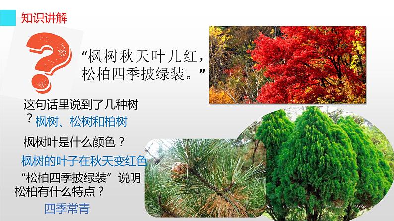 统编版语文二年级上册 2 树之歌(课件)(13张)第6页