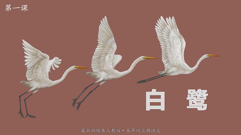 最新人教(部编版)语文五年级上册:1.白鹭课件PPT第1页