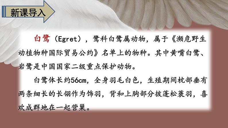 最新人教(部编版)语文五年级上册:1.白鹭课件PPT第2页