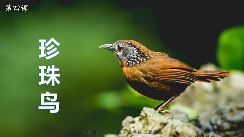 最新人教(部编版)语文五年级上册:4.珍珠鸟课件PPT第1页
