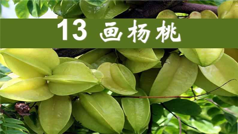 部编版二年级下册语文(课堂教学课件)13 画杨桃第1页