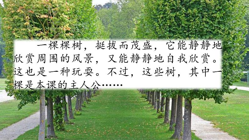 17 我变成了一棵树 课件第1页
