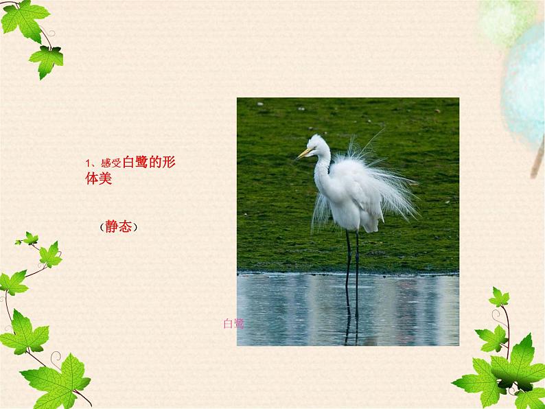 部编版五年级上册《白鹭》PPT完美版 课件08