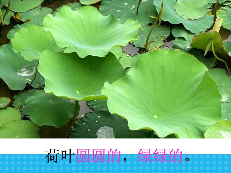 部编版一年级语文下册第13课《荷叶圆圆》ppt课件完美版第6页
