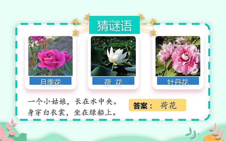 人教版(部编版)小学语文三年级下册 3.荷花 课件第2页