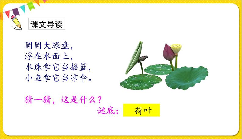 人教部编版(五四制)一年级下册第六单元——13.荷叶圆圆课件PPT第2页